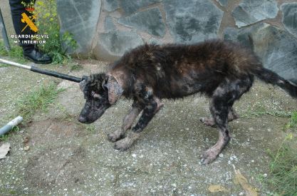 El Seprona ha investigado a un vecino de Logroño por los delitos de maltrato animal y abandono de animales domésticos