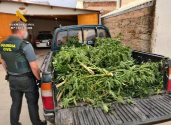 Intervienen plantas de marihuana en el interior de una finca de Alcanadre