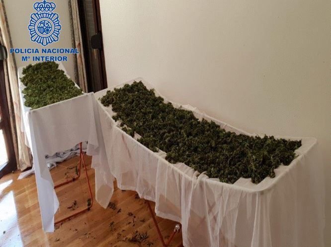 Incautan en una casa de Tierra Estella 53 kilos de marihuana en la fase de secado