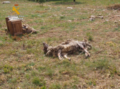 El Seprona investiga a un ganadero riojano por maltrato animal