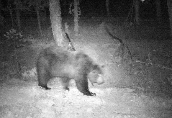 Ganaderos piden revisar la protección del oso y limitar su expansión en los Pirineos