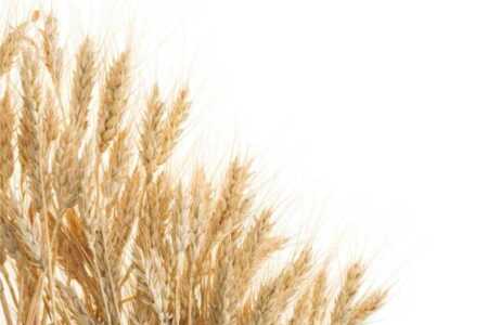 FITstore pone a disposición la harina de avena de sabores