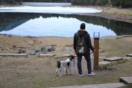 Revolución en el mundo canino con Adiestrando Respeto; Víctor Laborda convierte en compañeros ejemplares a perros que ladran sin parar y tiran de la correa
