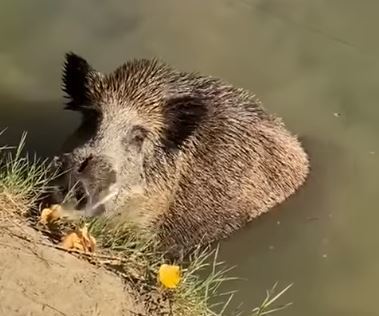 Los pescadores atacados en Falces por un gran jabalí tuvieron que subirse a su vehículo para evitar que les mordiera