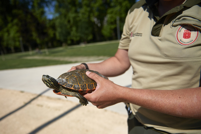 Pamplona instala trampas para capturar tortugas galápago de Florida en los ríos