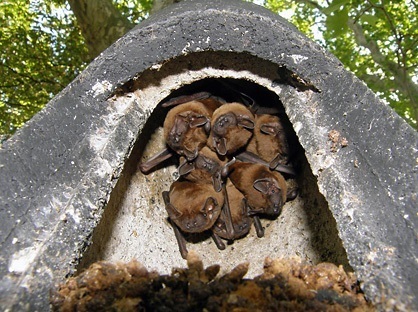 El Molino de San Andrés acoge el 4 de septiembre 'Batnight', la noche del murciélago