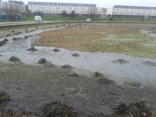 Retiran 1.500 peces y tortugas de especies invasoras en el Lago de Sarriguren