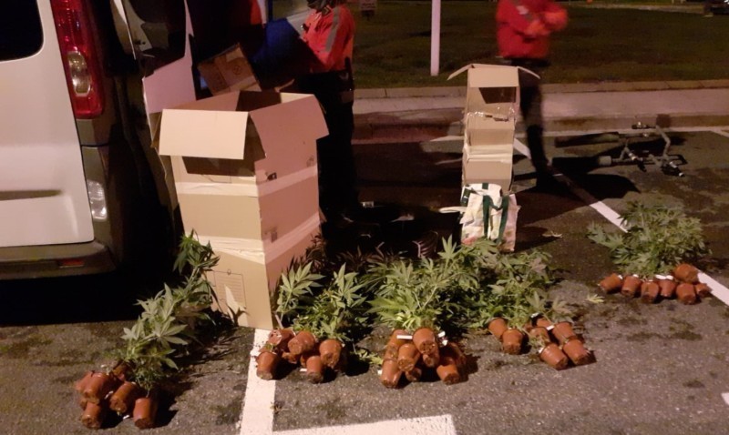‘El olor le delató’: Sorprendido un hombre, de 40 años, con 48 plantas de marihuana en Zuasti