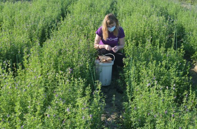 Un grupo de investigación del CSIC trabaja  en el desarrollo tecnológico encaminado a  fomentar la agricultura sostenible y de  precisión en cultivos de alfalfa en Navar