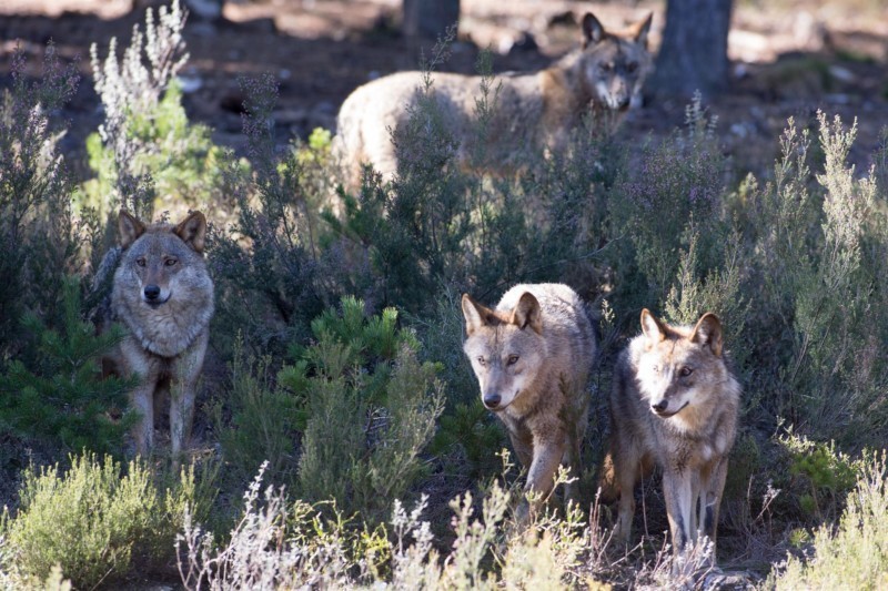 El Tribunal Supremo fija criterios estrictos para la caza del lobo con el fin de proteger al ganado