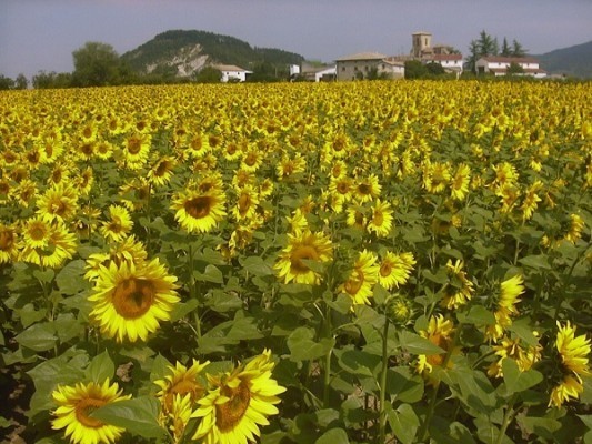 Más de 10.000 agricultores y ganaderos navarros van a recibir 54,1 millones del primer anticipo de la PAC