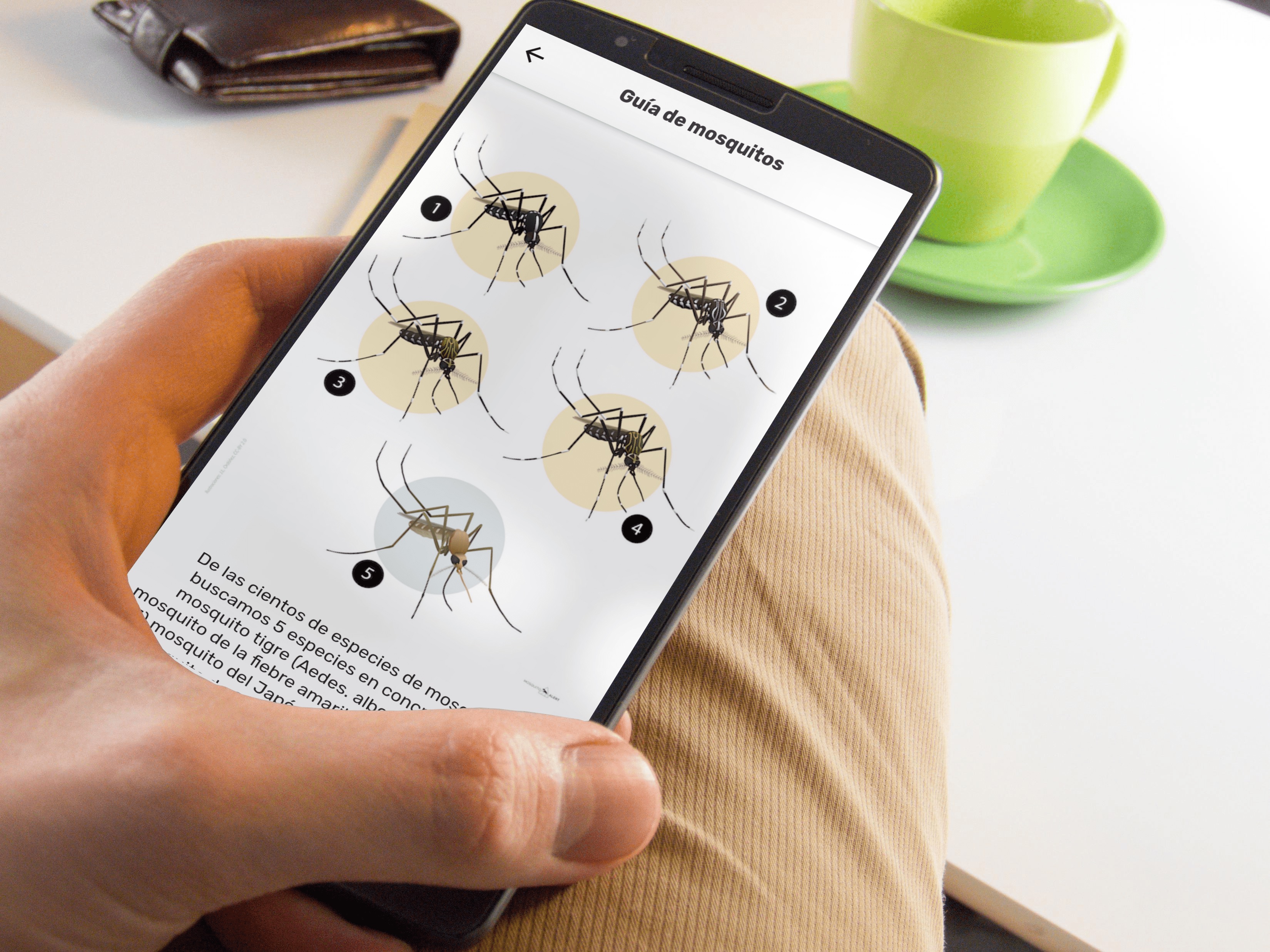 Un nuevo mapa interactivo de Mosquito Alert democratiza el acceso a los datos sobre la actividad de los mosquitos