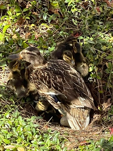 Un final feliz para “Dorothy” y las siete crías de pato incubadas en el patio del ICS de la Universidad de Navarra