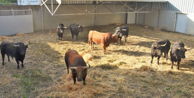 Llegan a los Corralillos del Gas los toros de Jandilla y Victoriano del Río