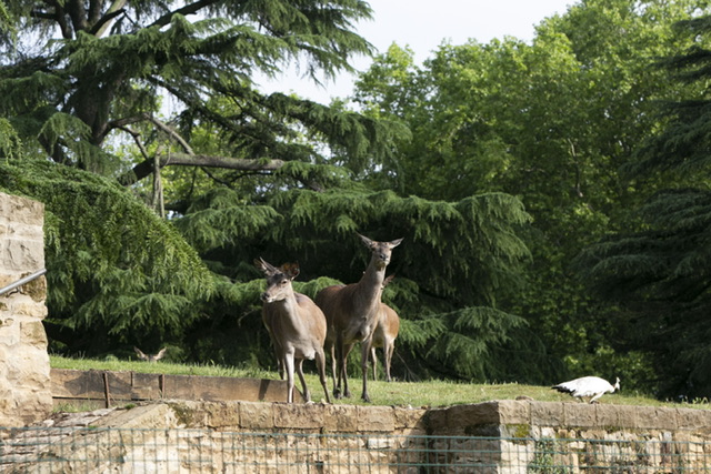 Pamplona confina a todas las aves del parque de la Taconera siguiendo los protocolos de prevención ante la gripe aviar