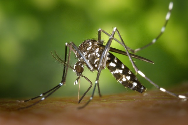El mosquito tigre regresa este verano a Pamplona y Comarca