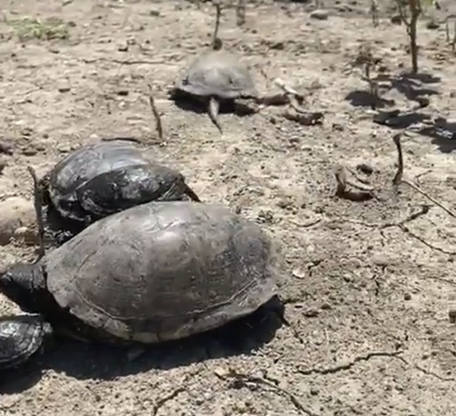 Rescatan 14 tortugas atrapadas en una acequia sin agua