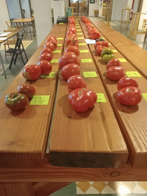 Un tomate Rosa de Sunbilla, el mejor tomate de Navarra 2023