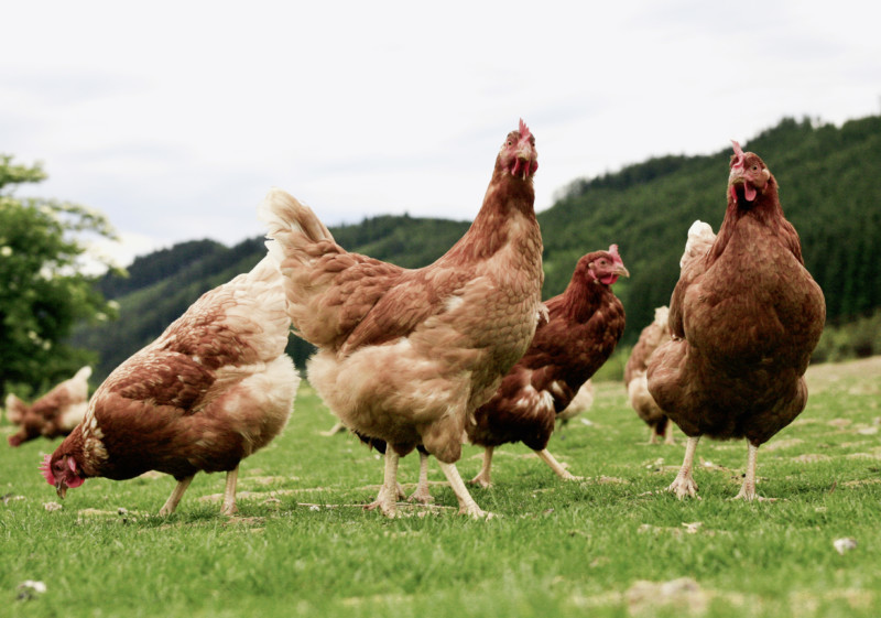 Las instituciones vascas permitirán excepciones al confinamiento de aves en supuestos concretos