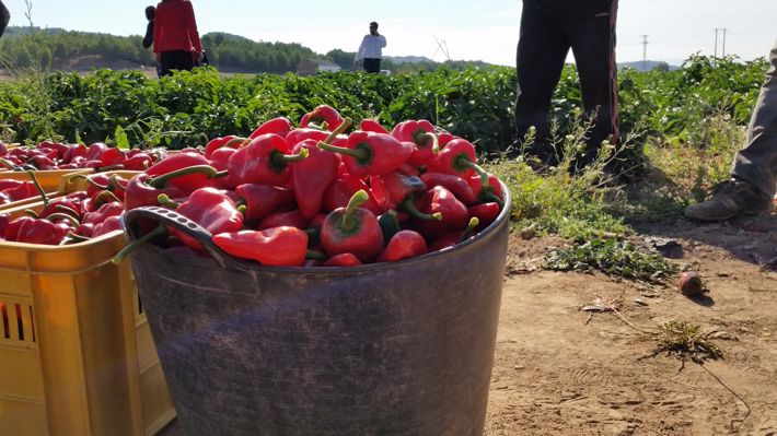Lodosa celebra el Día del Pimiento del Piquillo con la donación de 2.000 kilos por una conservera local 