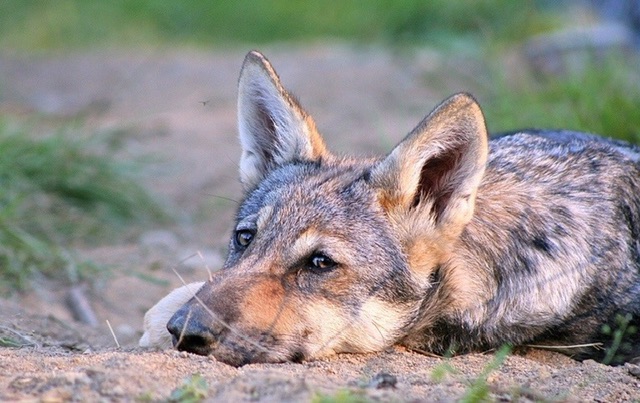 Aierdi reconoce un ataque de lobo en Bardenas pero insiste en que la especie está 