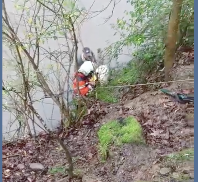 Rescatan a una oveja y su cría caídas al río en Sunbilla