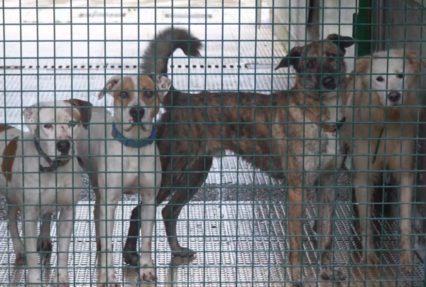 Linda, Pecas, Door o Zuri, a la espera de ser adoptados