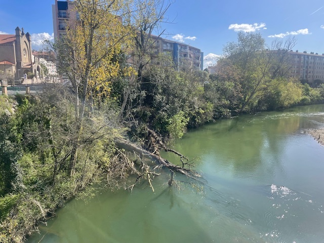 Caen varios árboles de gran tamaño en el cauce del río Arga en el tramo más cercano al puente de Cuatrovientos