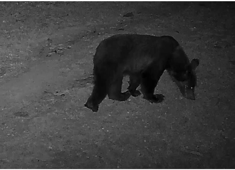 Beroi: el oso pardo de tres años que también visita Navarra