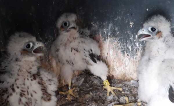 Absuelto el criador de Tudela que no envió a un sultán 13 halcones por los que cobró 18.300 euros