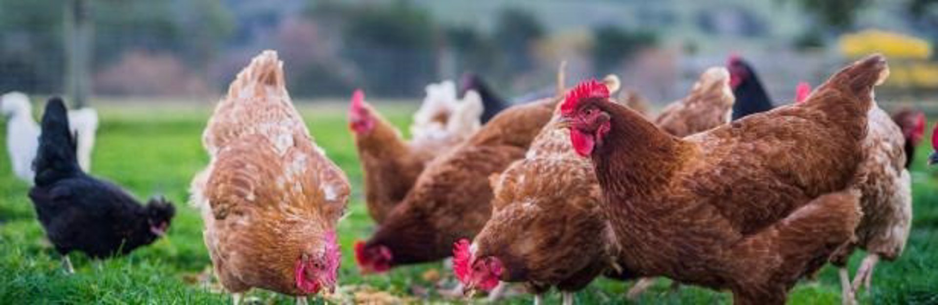Gripe H5N1: ¿la próxima pandemia?