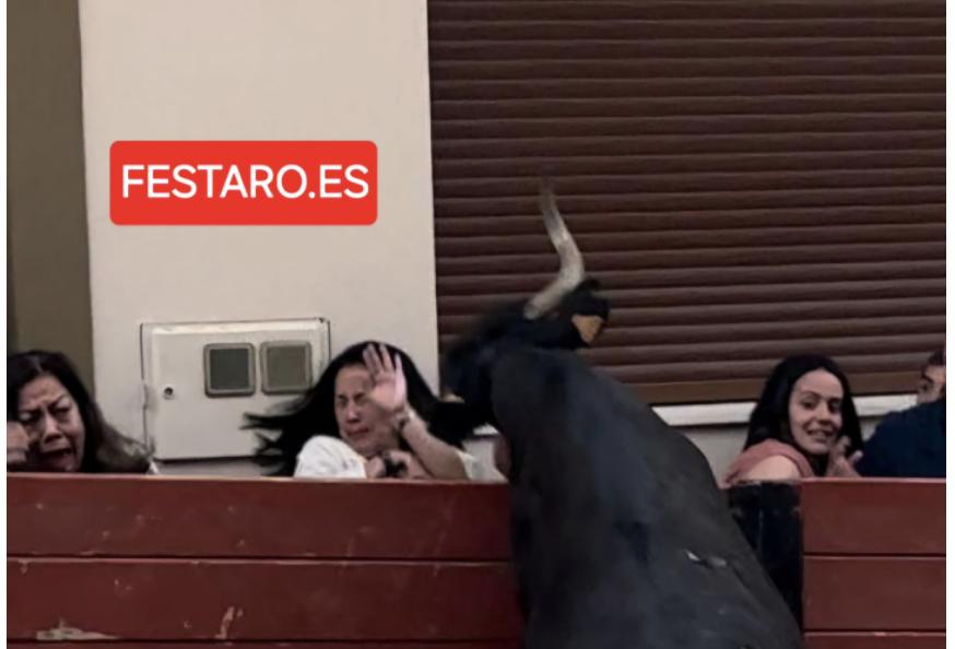 [VIDEO] Susto en Milagro con una vaca que arremete contra el vallado, rompiéndolo 