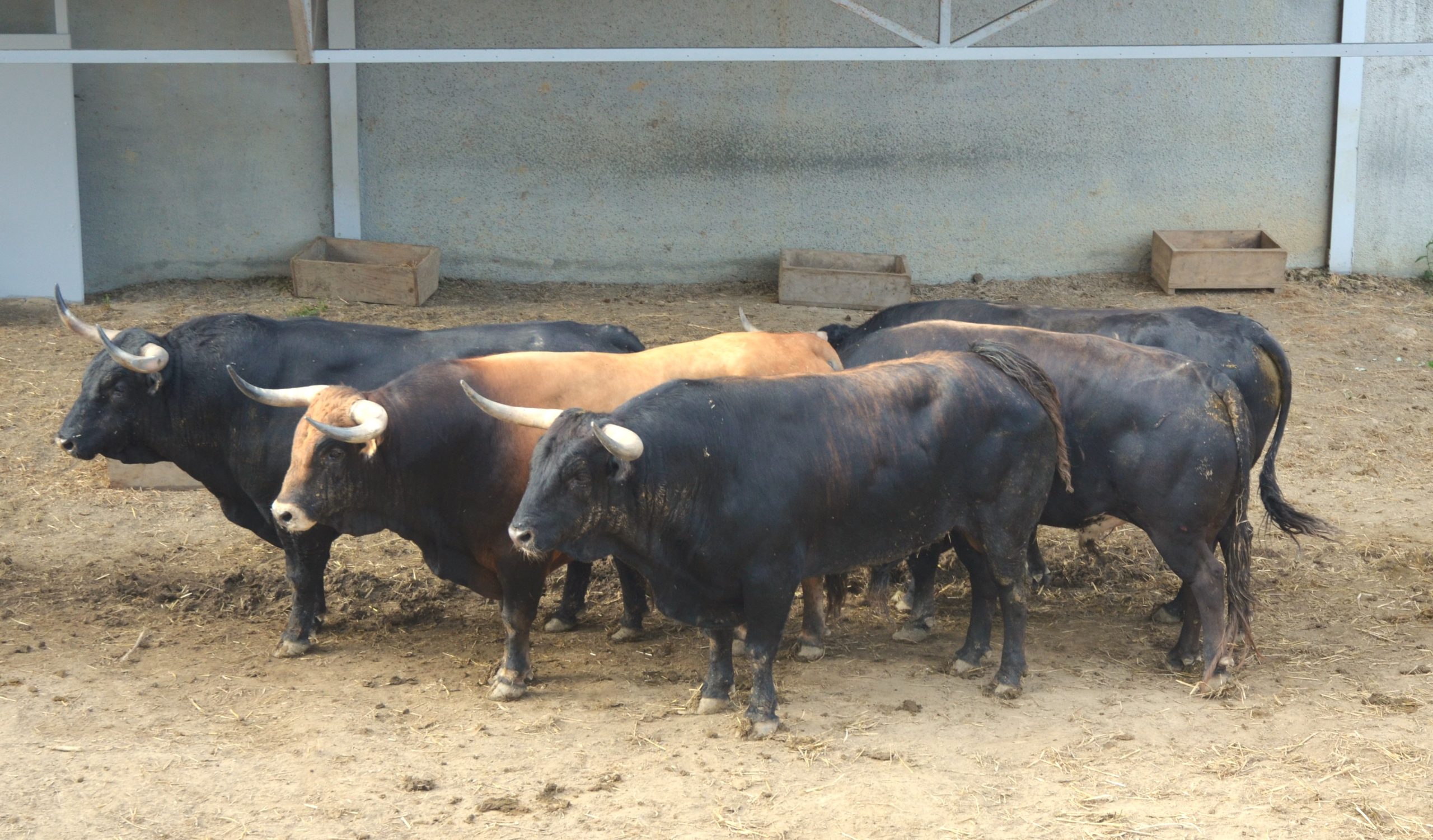 Este domingo se abren al público los Corrales del Gas para ver los toros que corren los encierros estos Sanfermines