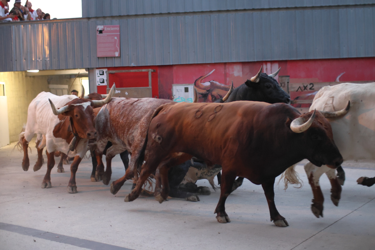 [GALERIA] Los Miura prometen velocidad y espectáculo para el último encierro de los Sanfermines 2024