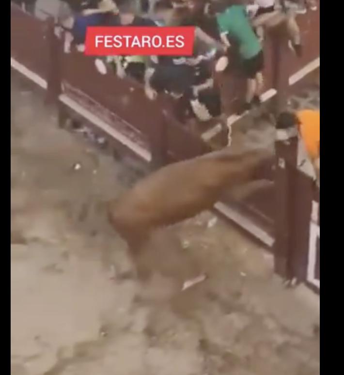 Una vaca salta y rompe el vallado en Puente la Reina