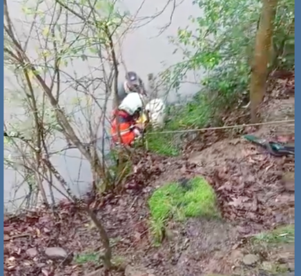 Rescatan a una oveja y su cría caídas al río en Sunbilla