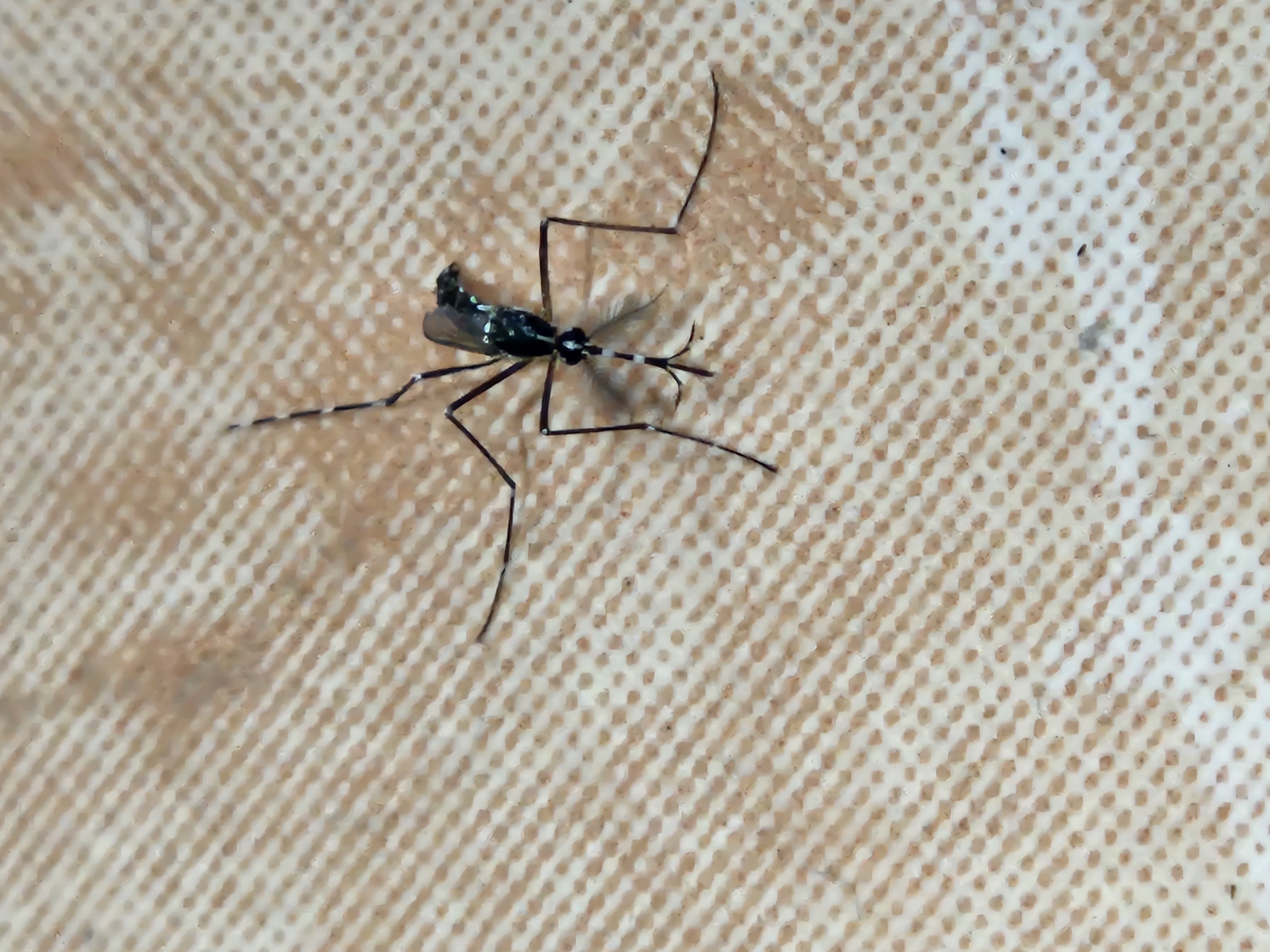 El mosquito tigre ya está en Zizur: confirman varias muestras capturadas este mes de agosto