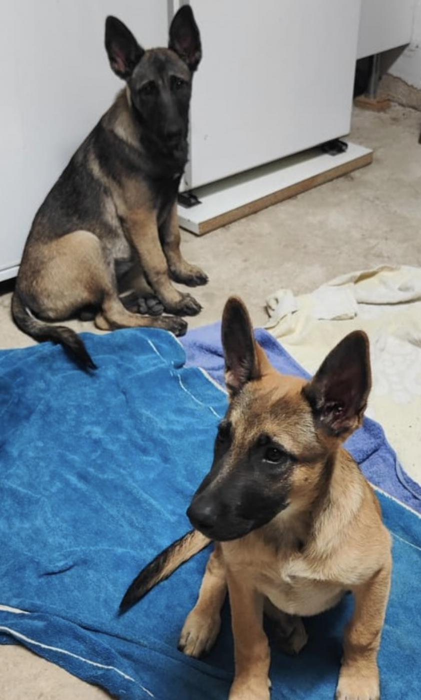 Ya han localizado al dueño de las dos cachorros encontrados en Puente la Reina-Gares