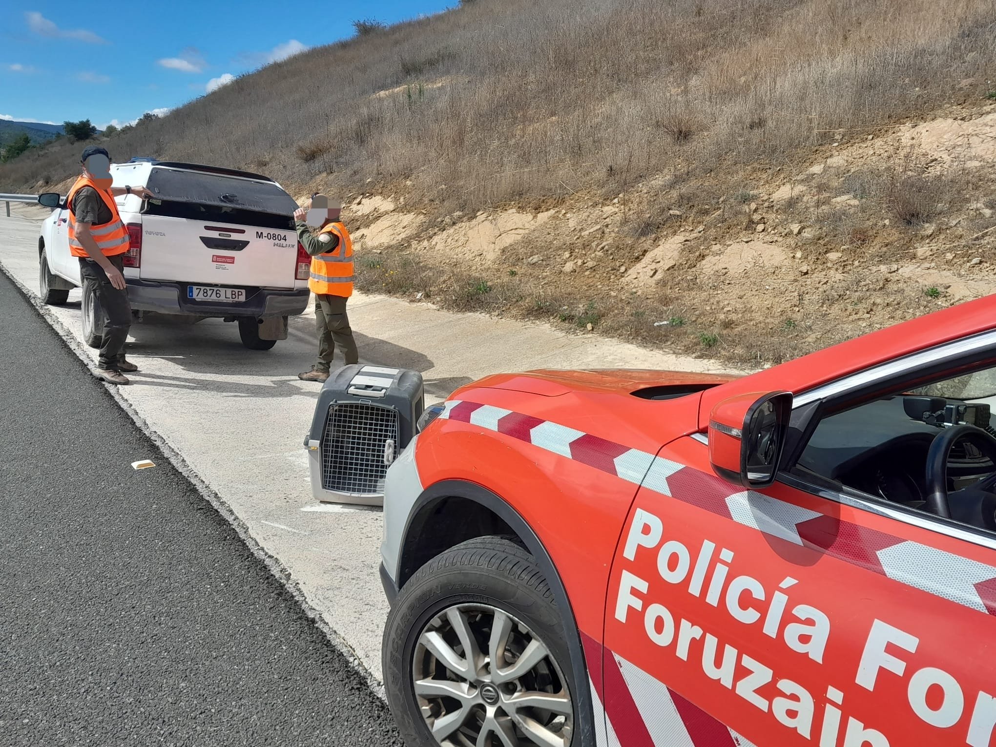 Retiran un buitre de la Autovía del Pirineo (A21) para evitar un peligro en la vía