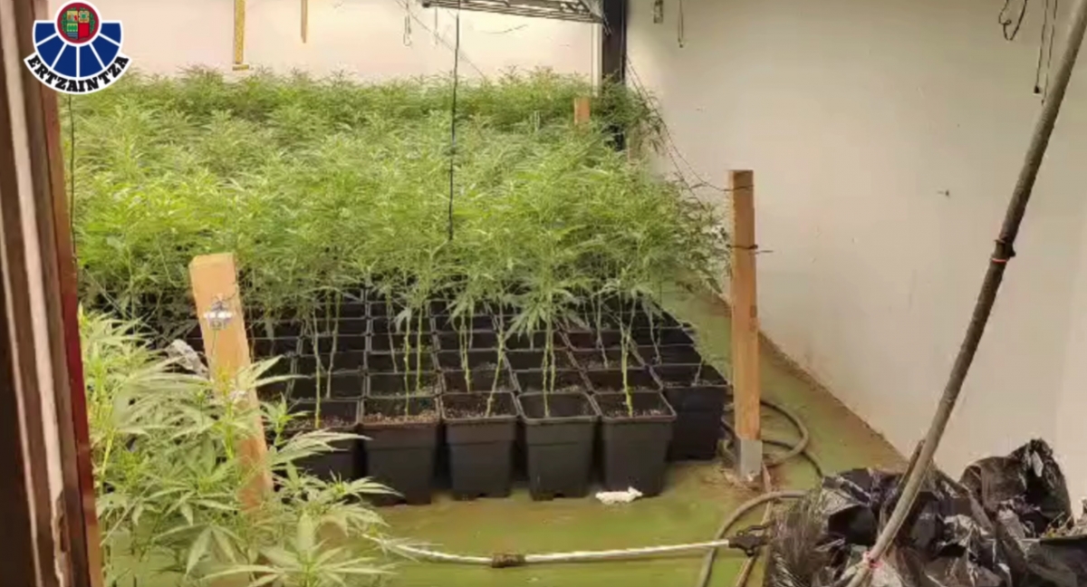 Detenido tras localizar la Ertzaintza una plantación de marihuana en un pabellón abandonado de Eibar
