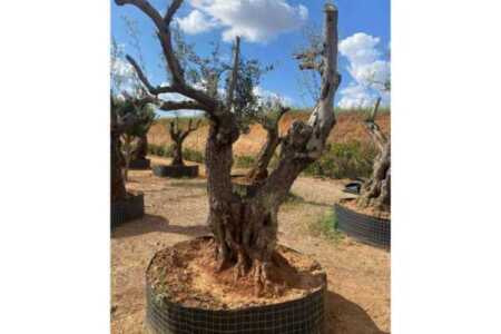 Venta de olivos centenarios y milenarios de la mano de la firma especializada Olivos Extremadura