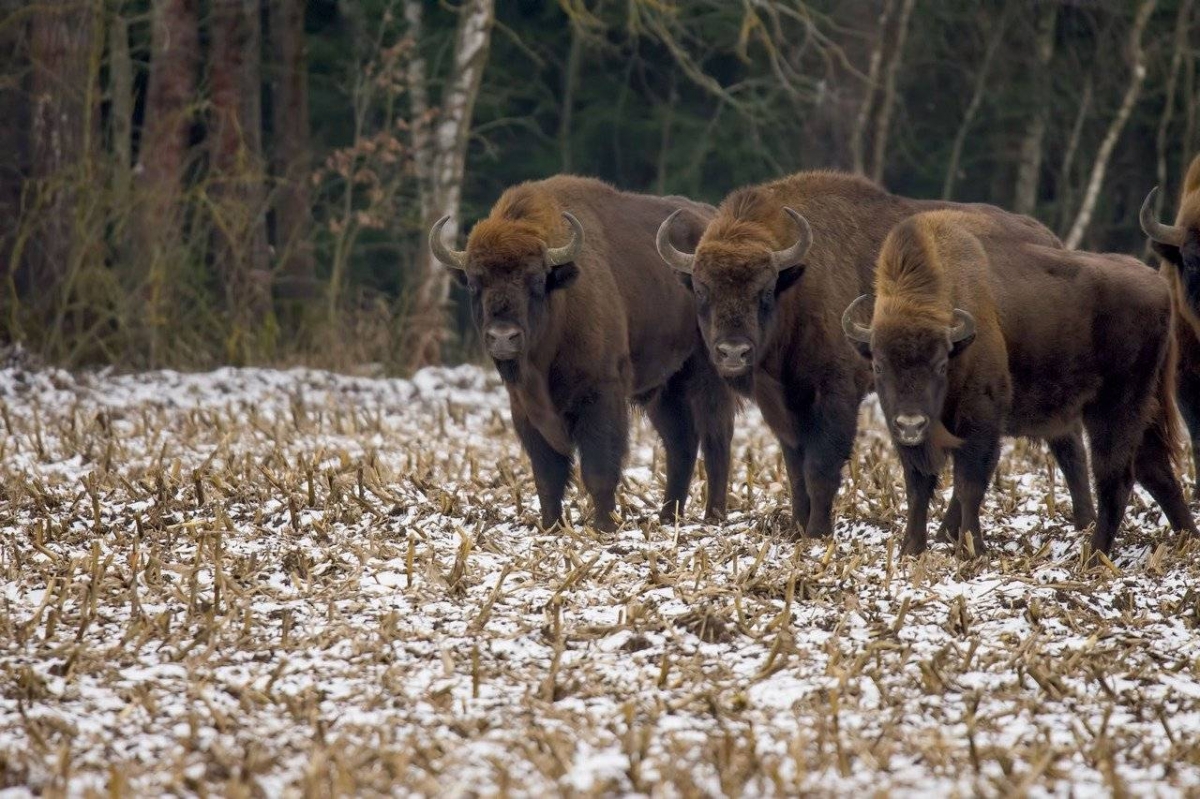 Investigadores de 25 universidades desaconsejan la introducción del bisonte europeo en la Península 