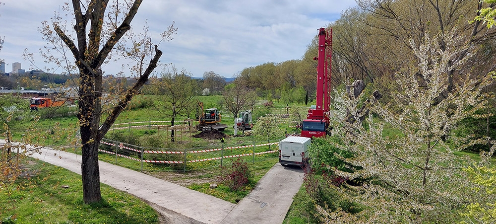 Pamplona plantará 250 nuevos árboles en la Ripa de Beloso