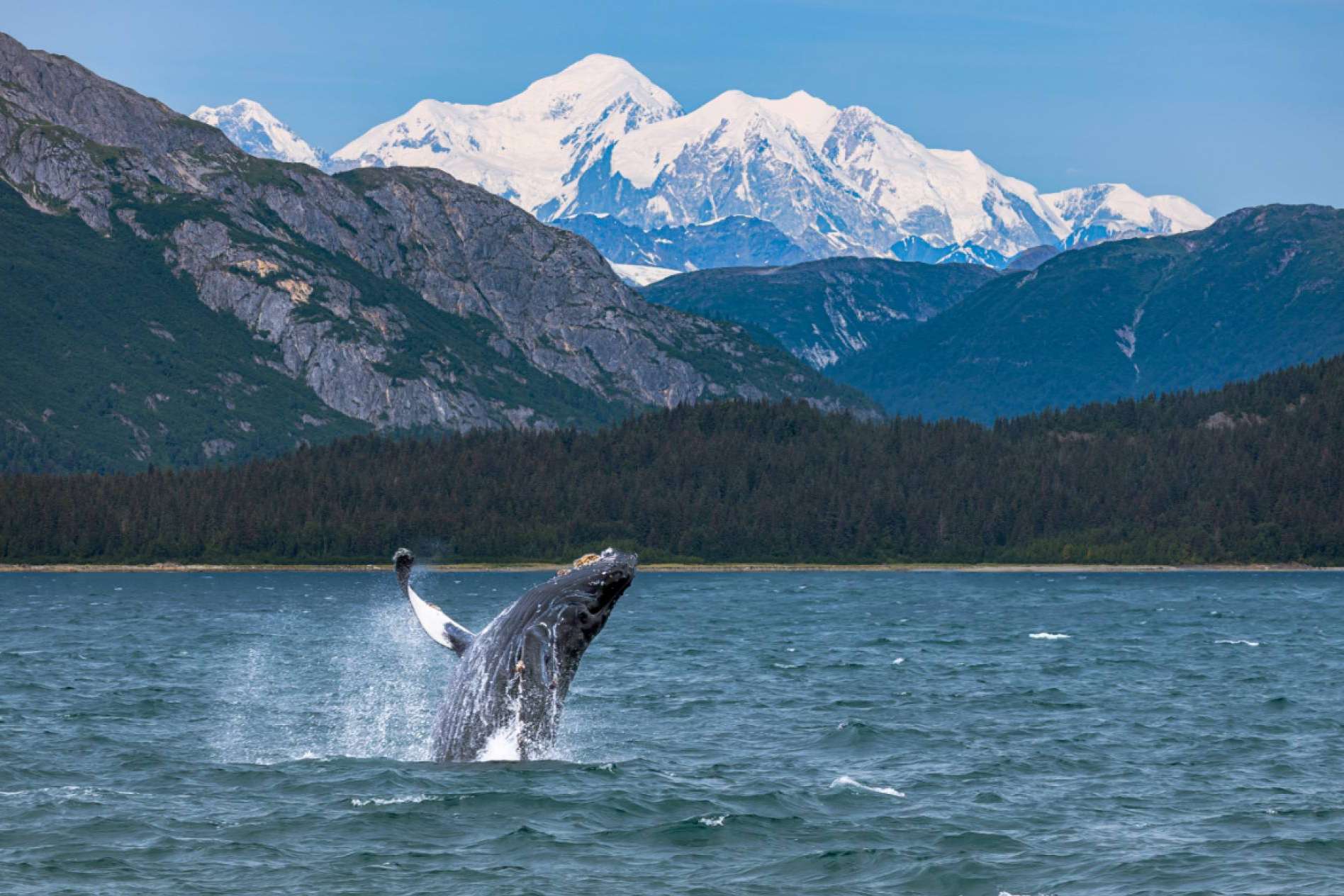 Viaje completo por Alaska con Holland America Line; Una experiencia inolvidable