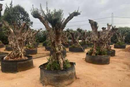 Olivos Extremadura es una tienda de decoración para comprar olivos centenarios