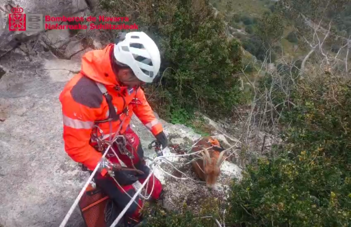 Era un peligro para los escaladores en Etxauri: rescatan a una cabra enriscada durante tres días 