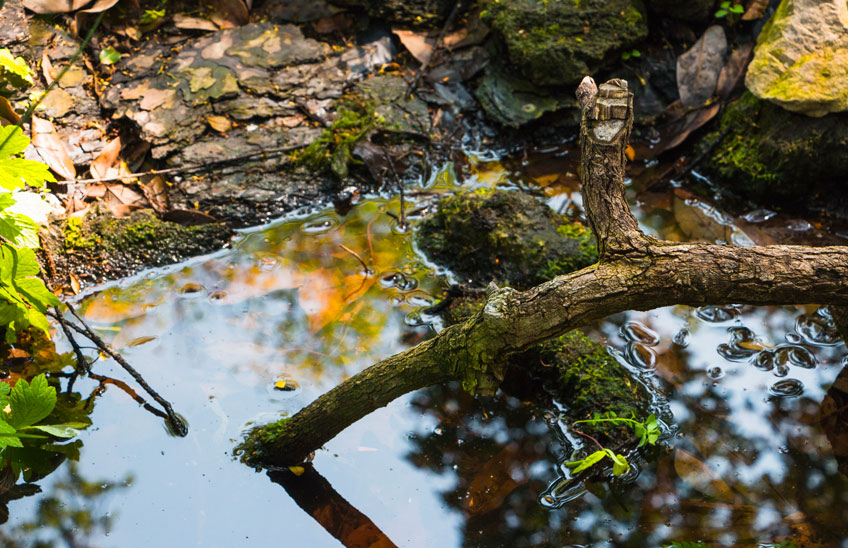 Una investigación del Instituto BIOMA descubre un aumento en la presencia de contaminantes en las cuencas forestales europeas