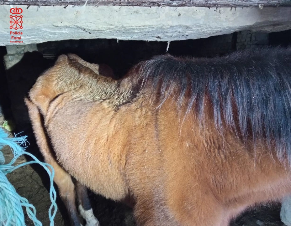 Investigado en Aibar por tener burros y caballos casi famélicos