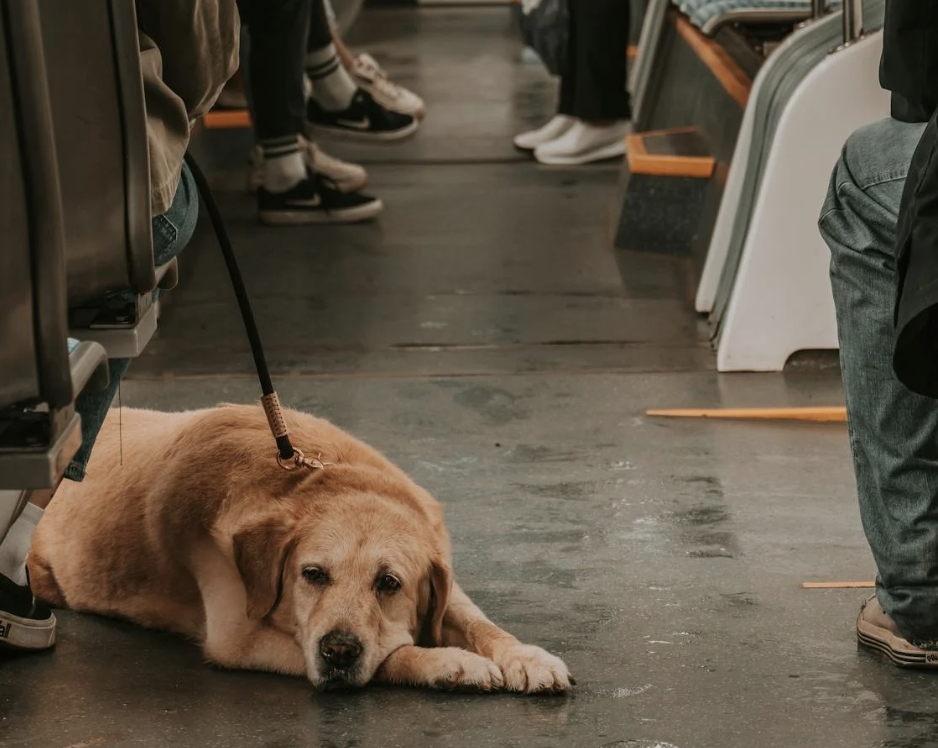 'Luna' vuelve a reinar entre los perros navarros en 2025: estos son los nombres favoritos para nuestras mascotas