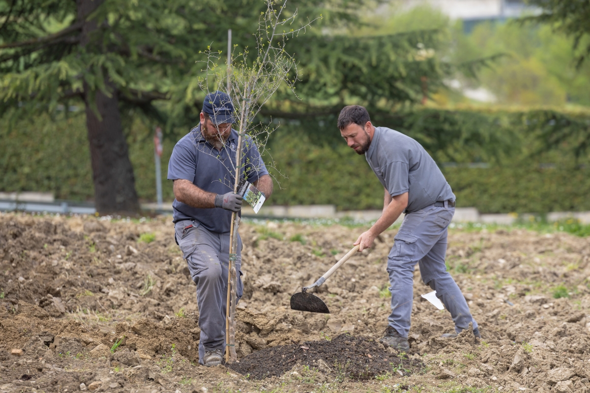Plan para la renaturalización del campus de la Universidad de Navarra con la plantación de más de 800 árboles 